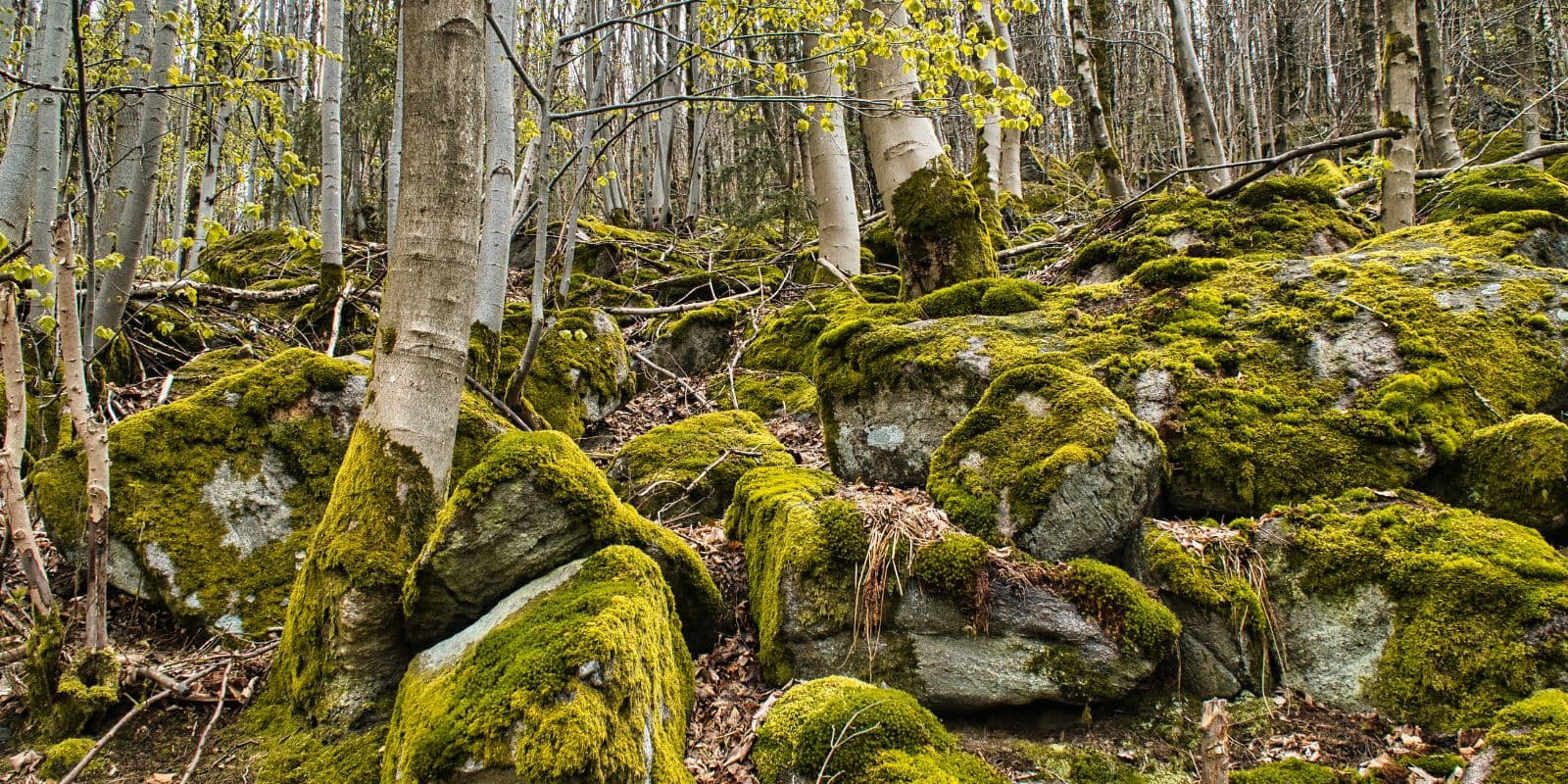 Moosbewachsene Felsen im Odenwaldwald